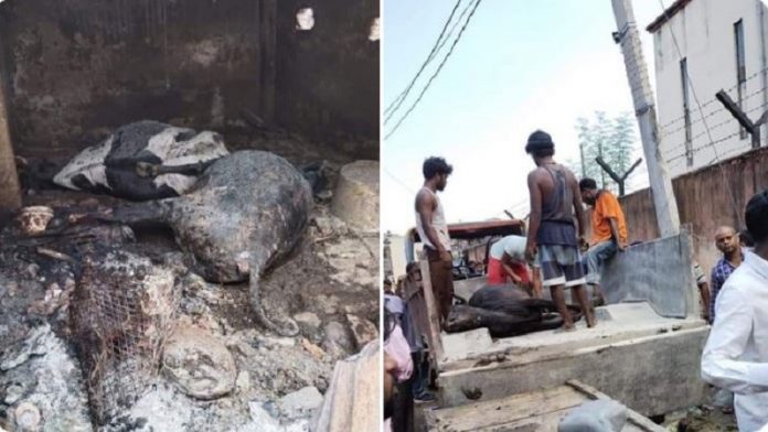 पटना, गाय, मौत