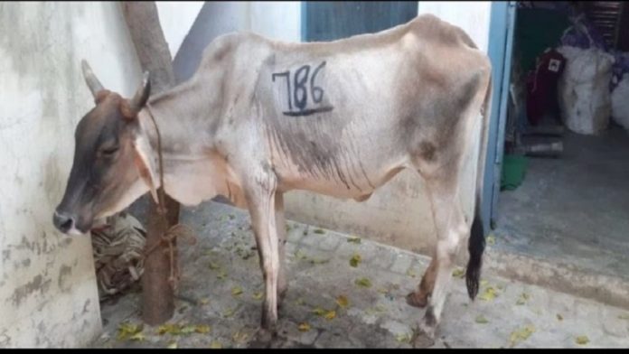 उत्तर प्रदेश, गाय 786