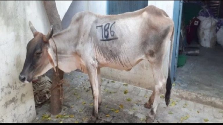 गायों के शरीर पर लिख दिया ‘786’: बागपत के एक गाँव में माहौल तनावपूर्ण, हिंदू आक्रोशित