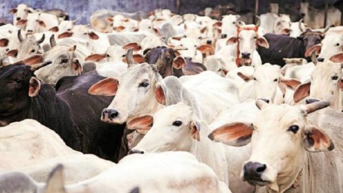 नोएडा गोहत्या