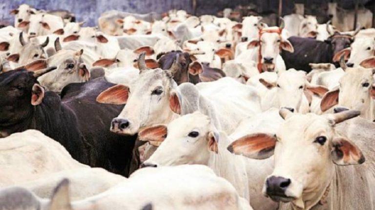 ज़हर देकर 58 गायों को मार डाला, नौकरी से निकाले जाने पर आरोपित ने लिया ‘बदला’: अब यूपी पुलिस ने दबोचा