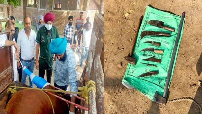 पंजाब गौहत्या गुरदासपुर