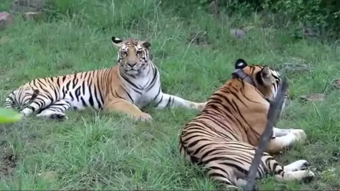 बिछड़ गए हीरा और पन्ना
