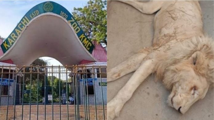 कराची जू में शेर की मौत