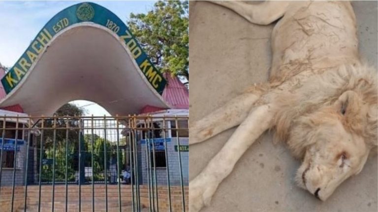 पाकिस्तान के Zoo में ‘कुत्ते’ जैसा ‘शेर’ का हाल, एक भूख से तड़प-तड़प कर मर गया: Video देख भड़के नेटिजन्स