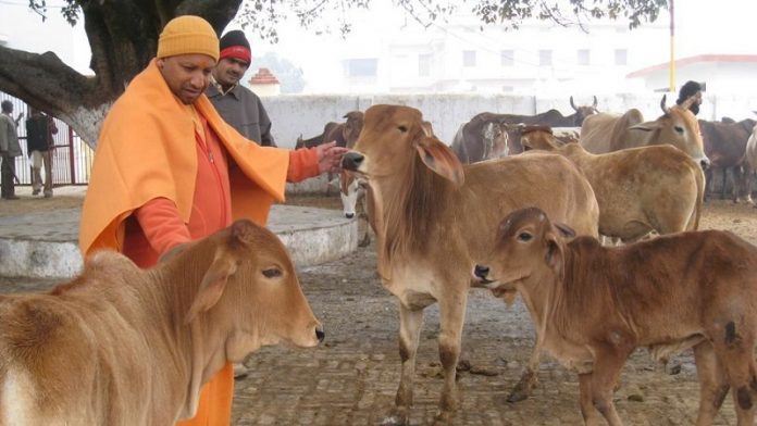 योगी आदित्यनाथ, गाय, एंबुलेंस