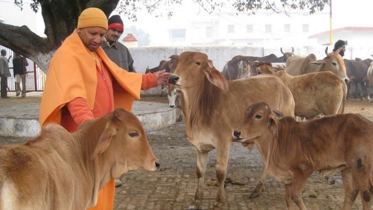 यूपी में अब गायों के लिए भी होगी 24×7 एंबुलेंस सेवा, योगी सरकार की योजना के बारे में जानें सबकुछ