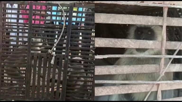 250+ कुत्तों के हत्यारे 2 लंगूरों को वन विभाग ने किया कैद, महाराष्ट्र के इस गाँव में ‘खूनी इंतकाम’ ले रहे हैं बंदर