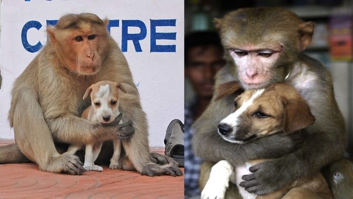 बंदरों खूनी इं​तकाम
