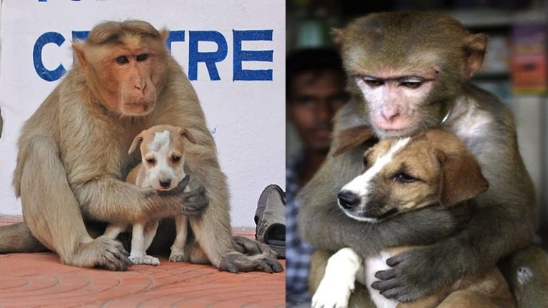 इस गाँव में ‘खूनी इंतकाम’ ले रहे बंदर, अब तक 250 कुत्तों को उतार दिया मौत के घाट: जानिए क्या है उनके गुस्से का कारण