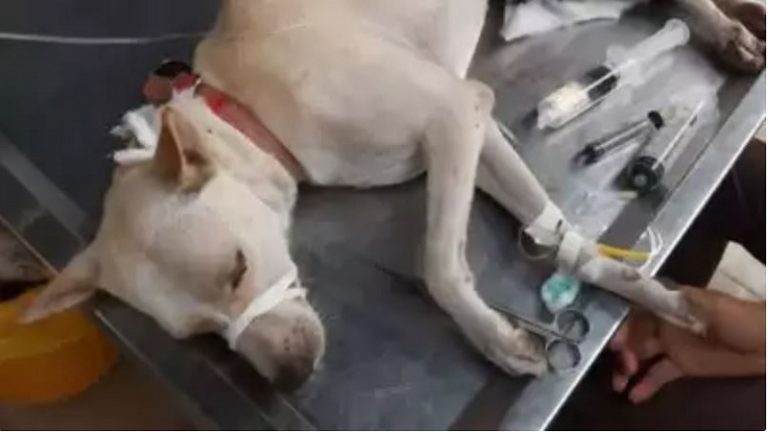 जहाँ 8 साल की ‘नूरी’ के साथ हुई थी दरिंदगी, जहाँ रेप करते पकड़े गए थे तौफीक और अहमद; उसी मुंबई में अब कुत्ते का लिंग काटा