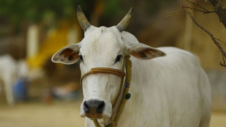 केंद्रशासित दादरा नगर हवेली और दमन दीव में गौहत्या पर उम्रकैद की सजा, ₹5 लाख तक का जुर्माना; गुजरात में भी है यही व्यवस्था