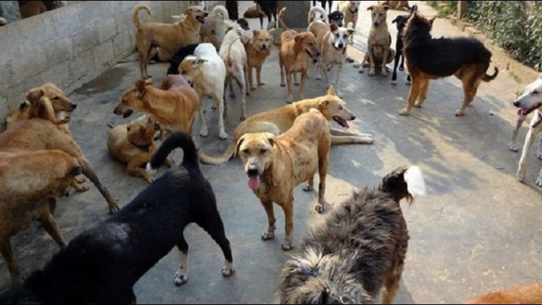 चोरों ने काली माँ मंदिर से उड़ा लिए रुपए, 7 मासूम कुत्तों की ज़हर देकर हत्या: पूजा के बाद प्रसाद लेने आते थे डॉग्स