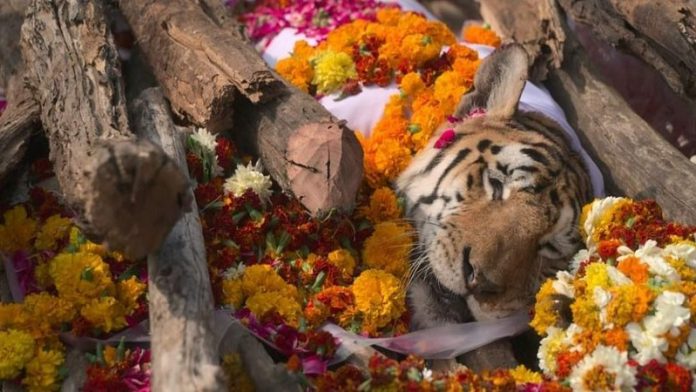 'कॉलरवाली बाघिन' मध्य प्रदेश