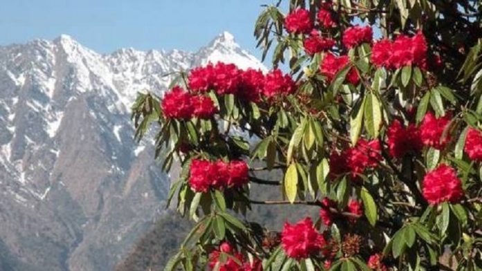 हिमालय, बुरांश, कोविड, इलाज, वैज्ञानिक शोध
