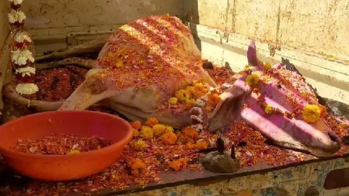 मध्य प्रदेश में गाय की मृत्यु के बाद निकाली गई शव यात्रा