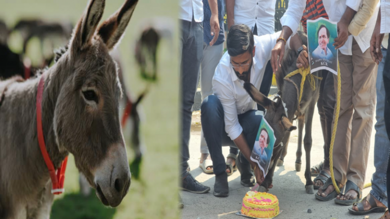 गधा चोर निकला कॉन्ग्रेस का छात्र नेता, तेलंगाना पुलिस ने किया गिरफ्तार: फोटो लगा मनाया था CM का जन्मदिन