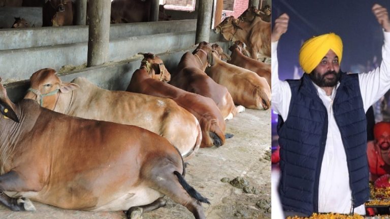 फिर से 4 गायों के कटे सिर मिले, इससे पहले 18 मिले थे: पंजाब में थम नहीं रहा गोहत्याओं का सिलसिला, भगवंत मान ने दिए जाँच के आदेश