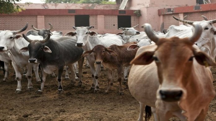 राजस्थान गाय लाइसेंस