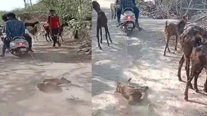राजस्थान में कुत्ते को स्कूटी से बाँधकर घसीटा