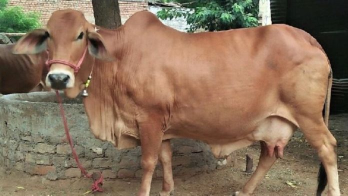 साहीवाल गाय