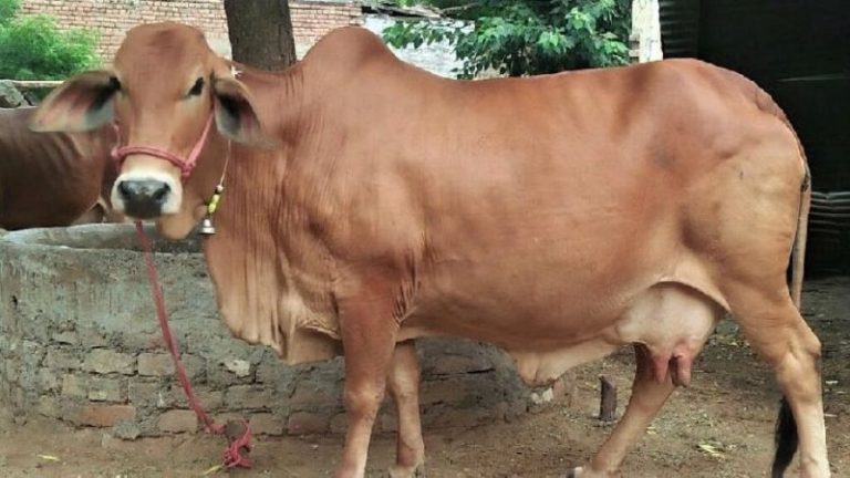 गाय को खिला दी विस्फोटक: फटने से मुँह के उड़े चिथड़े, तड़प-तड़प कर मौत, हरियाणा में विभिन्न धाराओं में मामला दर्ज