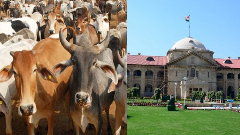 सलीम पर गौहत्या का केस, HC ने 1 माह तक गायों की सेवा करने और ₹1 लाख गौशाला में दान देने की शर्त पर दिया बेल