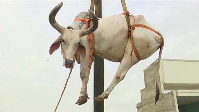 गाय, क्रेन, पाकिस्तान, बकरीद, Reuters