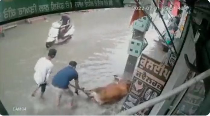 पंजाब में गाय को बचाता दुकानदार