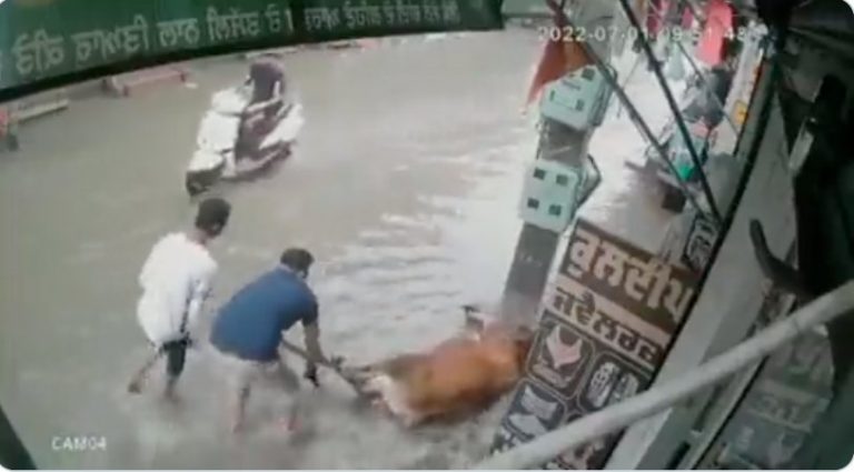 करंट से छटपटा रही थी गाय, दुकानदार ने आगे बढ़ उसके पैर में लपेटा कपड़ा और खींचकर बचाया: Video वायरल, खूब हो रही है तारीफ