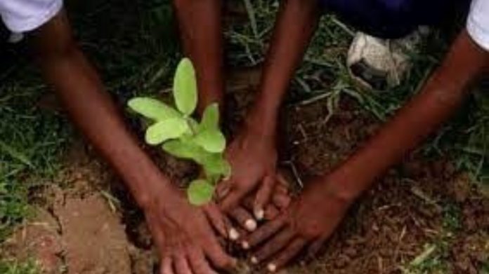 महाराष्ट्र नासिक गर्ल पेड़ पीरियड