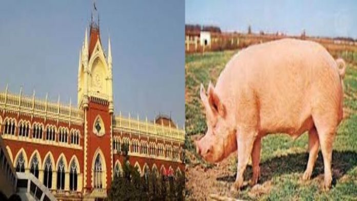 कोलकाता हाईकोर्ट सुअर आदेश