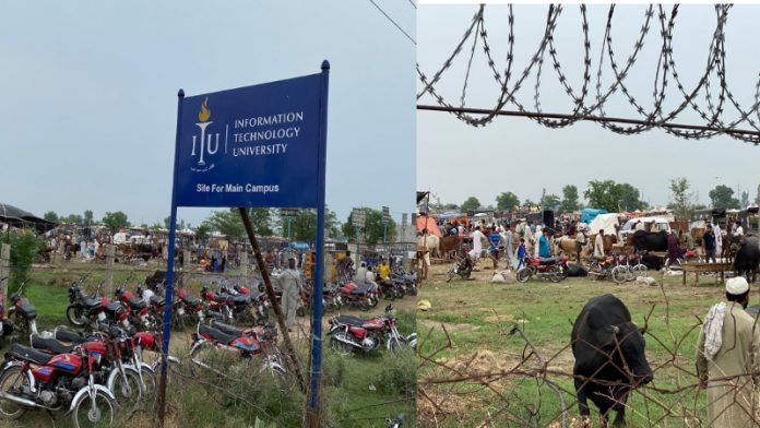 ITU, उमर सैफ, पाकिस्तान बकरा मंडी