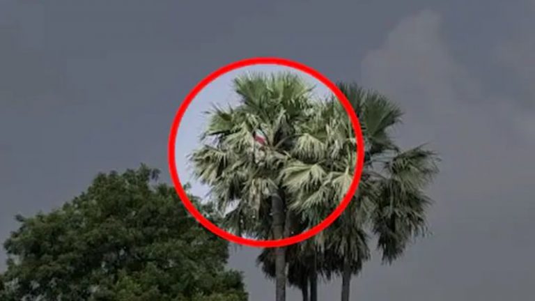 बीवी की पिटाई से खौफ खाए पति ने 100 फीट ऊँचे पेड़ पर बनाया घर: 1 महीने से रहना-खाना सब वहीं, लोगों को मारता है ईंट-पत्थर, औरतों के घर में झाँकता है