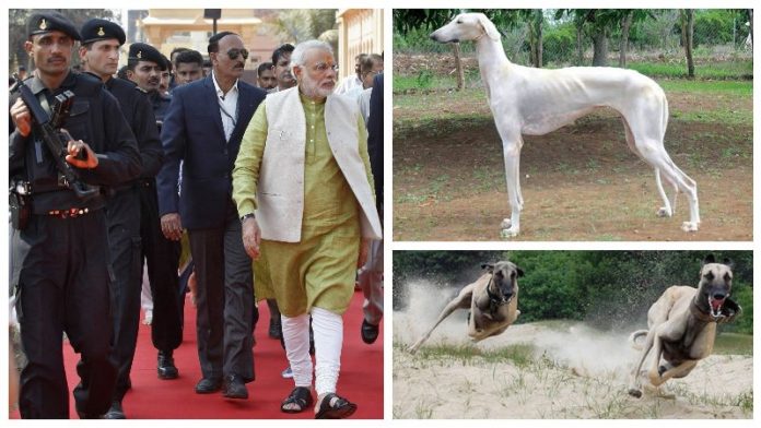 पीएम मोदी और मुधोल हाउंड कु्त्ते