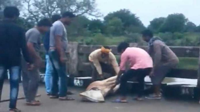 छत्तीसगढ़ गोवंश वीडियो वायरल