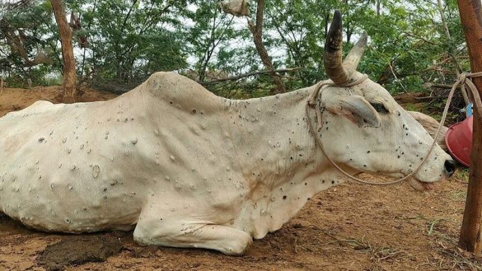 लम्पी स्किन रोग गौ वंश