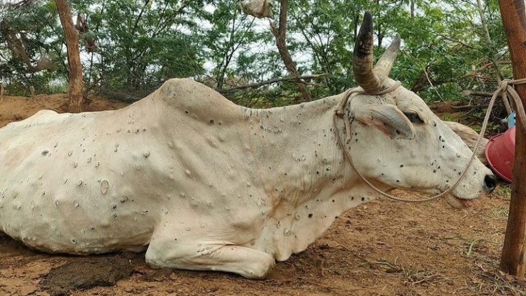 गायों में तेजी से फैल रही है लम्पी स्किन बीमारी, राजस्थान में अब तक 1 लाख 21 हजार से ज्यादा गौ वंश चपेट में: CM गहलोत ने मोदी सरकार से माँगी मदद