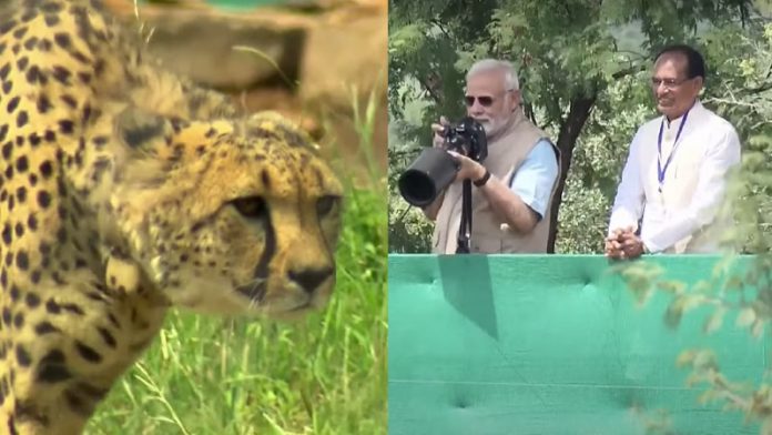 नरेंद्र मोदी, चीता, मध्य प्रदेश