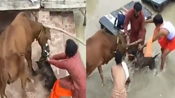 कानपुर कुत्ता हमला