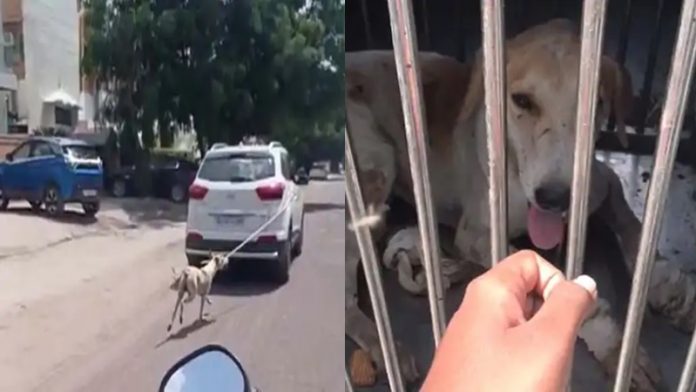 जोधपुर डॉक्टर कुत्ता