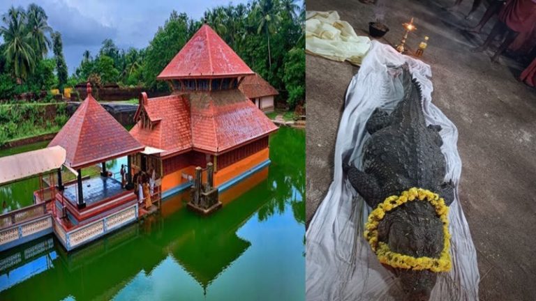 नहीं रहा केरल का शाकाहारी मगरमच्छ ‘बाबिया’, अंतिम संस्कार में जुटेंगे भक्त: खाता था केवल मंदिर का प्रसाद, 70 साल से कर रहा था भगवान के गुफा की रक्षा