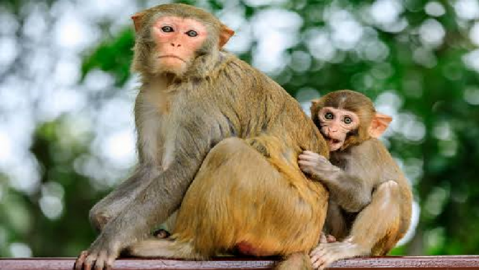 महाराष्ट्र उस्मानाबाद बंदर