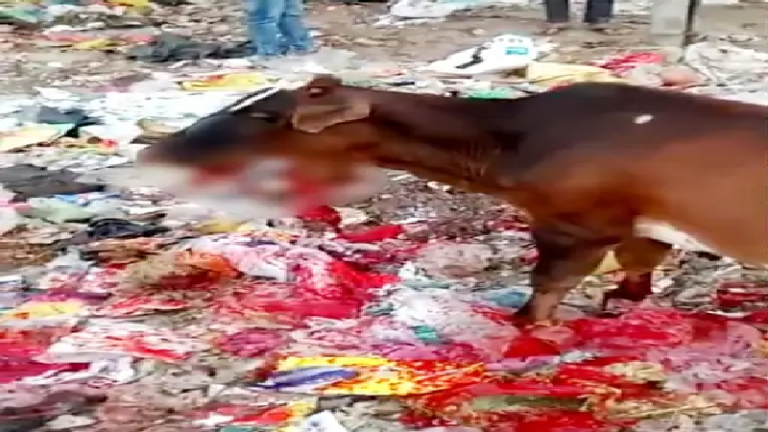 गाय ने चबाया विस्फोटक, धमाके में पूरा जबड़ा उड़ा: कानपुर में हुए ब्लास्ट की होगी फॉरेंसिक जाँच, माहौल बिगाड़ने वालों पर UP पुलिस का शक