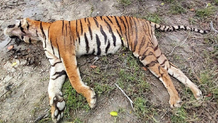 बिहार आदमखोर बाघ