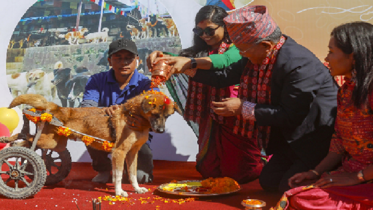 सनातन संस्कृति में कुत्तों की भी पूजा, माना जाता है यमराज का दूत और स्वर्ग का द्वारपाल: नेपाल में मनाया जा रहा ‘कुकुर तिहार’, कुत्तों को दिया जाता है ‘उपहार’