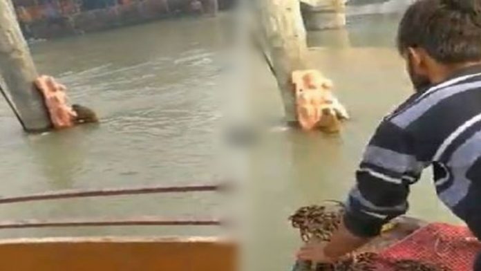 गंगनहर हनुमान बंदर