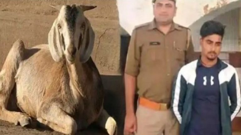 घर के भीतर बकरी से रेप कर रहा था वसीम, मिमियाना सुन पहुँच गई सलमा: धक्का देकर भागा, पुलिस ने किया गिरफ्तार