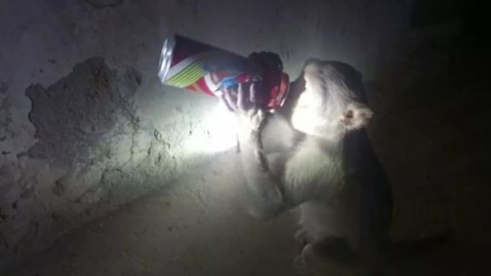 दारू बाज बंदर
