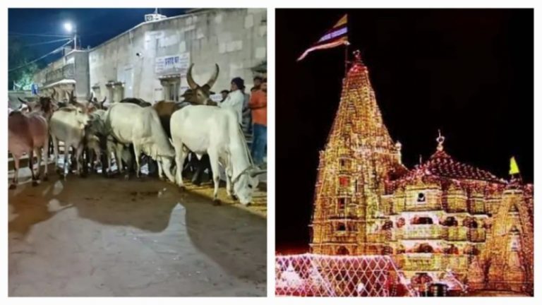 450 किमी पैदल चले महादेव, साथ में थीं 25 गाय, आधी रात को द्वारकाधीश का खुला कपाट: जिस लंपी से हजारों मौत, उस वायरस को हराया
